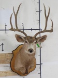 Older Mule Deer Sh Mt on Plaque w/26