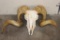 Big CORSICAN RAM Skull