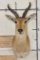 REEDBUCK Shoulder Mount