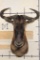 BLUE WILDEBEEST Shoulder Mount