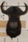 BLACK WILDEBEEST Shoulder Mount