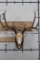 8-Point WHITETAIL DEER Skull on a Wooden Plaque