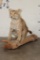Life-sized BOBCAT Sitting on a Wood Log Base