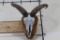 Female Painted AOUDAD Skull on a Wood Plaque Wall Pedestal