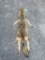 XXL *New* HEAVY Fur COYOTE Hide. All parts for a Mount