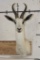 WHITE SPRINGBOK Shoulder Mount