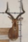 IMPALA Shoulder Mount