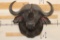 CAPE BUFFALO Shoulder Mount