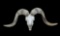 TEXAS DALL RAM Skull and Horns
