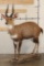 Life-sized BUSHBUCK on a light-weight Foam Base