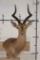 IMPALA Wall Pedestal