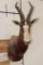 *TEXAS RESIDENTS ONLY* BONTEBOK Shoulder Mount