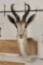 Big COMMON SPRINGBOK Shoulder Mount