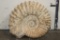 Big 11 lb AMMONITE FOSSIL Specimen from Morocco