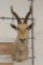 WHITE BLESBOK Shoulder Mount