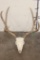 8-Point MULE DEER Skull