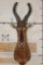 RED HARTEBEEST Shoulder Mount
