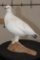 Life-sized ROCK PTARMIGAN Bird on a Driftwood Base