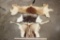 (3) Back Hides (ONE$)