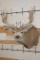 10-Point MULE DEER Shoulder Mount