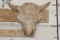 BUFFALO or BISON Skull with a Heavy Duty Wire Hanger