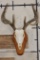 8-Point WHITETAIL Skull on a Wooden Plaque