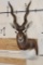 BLACKBUCK Shoulder Mount