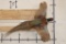 Life-sized Flying RING NECK PHEASANT on a Wooden Wall Hanger