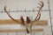 Big 26-Point CARIBOU Skull on a Driftwood Wall Hanger