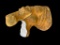 XXL HIPPOPOTAMUS Mannequin or Form for a Taxidermy Shoulder Mount