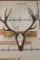 16-Point RED STAG Skull on a Wood Plaque
