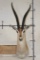 GRANT'S GAZELLE Shoulder Mount
