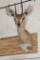 STEENBOK Shoulder Mount