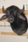 WATER BUFFALO Shoulder Mount