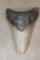 Big Fossilized MEGALODON SHARK Tooth