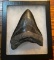 1 Monster-Sized MEGALODON SHARK Tooth in a Glass Display Case