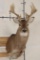 14-Point WHITETAIL DEER Shoulder Mount