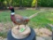 Life-sized Ring-necked PHEASANT Mounted on a Wood Slice
