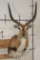*TEXAS RESIDENTS ONLY* RED LECHWE Shoulder Mount
