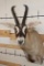 ROAN Shoulder Mount