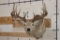 14-Point WHITETAIL DEER Shoulder Mount with the Boone and Crockett Club Score Sheet