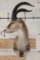 RONDA IBEX Shoulder Mount