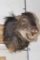 JAVELINA Shoulder Mount