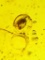 Big 19.15 ct Authentic Myanmar AMBER Fossil Specimen with Insects and an Enhydro