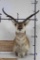 PRONGHORN Shoulder Mount with a Non-typical Horn Spread