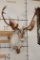 33-Point Double Shovel CARIBOU Shoulder Mount on a Driftwood Wall Hanger