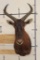XXL TSESSEBE Shoulder Mount