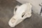 BROWN BEAR Skull with Big Canines and a Removable Jaw