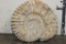 Big 12 lb AMMONITE FOSSIL Specimen from Morocco
