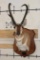 XXXL PRONGHORN Shoulder Mount with Replica Antlers after 